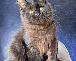 Кошки в Санкт-Петербурге: Черный мальчик Мальчик, 50 000 руб. - фото 2