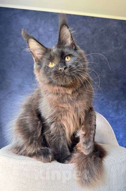 Кошки в Санкт-Петербурге: Черный мальчик Мальчик, 50 000 руб. - фото 2