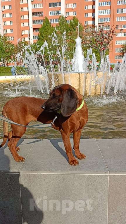 Собаки в Нижнем Новгороде: Продаётся сука 6 месяцев, документы РКФ, прививки и обработка по возрасту Девочка, 85 000 руб. - фото 4