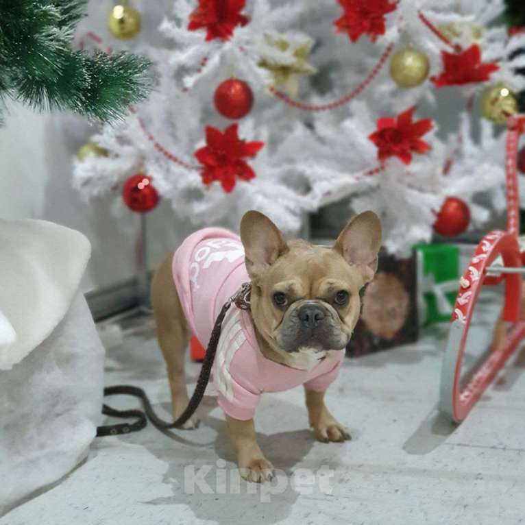 Собаки в Ковровом: Мальчик французского бульдога, со всеми документами  Мальчик, 85 000 руб. - фото 3