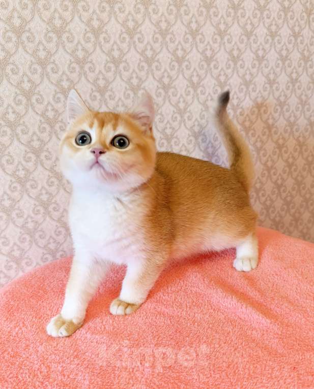 Кошки в Санкт-Петербурге: Шикарный британский котик Мальчик, 30 000 руб. - фото 4