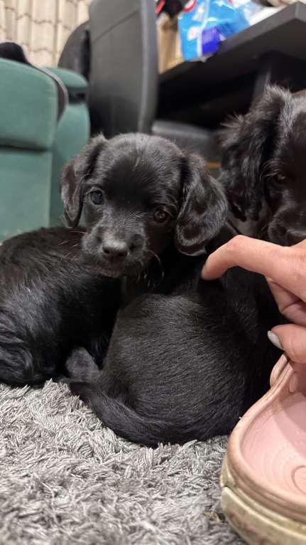 Собаки в Краснодаре: Английский Кокер помесь  Девочка, 100 руб. - фото 4