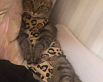 Кошки в Москве: Миниатюрная кошечка ищет добрые руки и дом 🐈🧡 Девочка, Бесплатно - фото 2