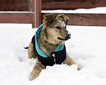 Собаки в Москве: Очаровательный щенок Пират ищет семью! Мальчик, Бесплатно - фото 4