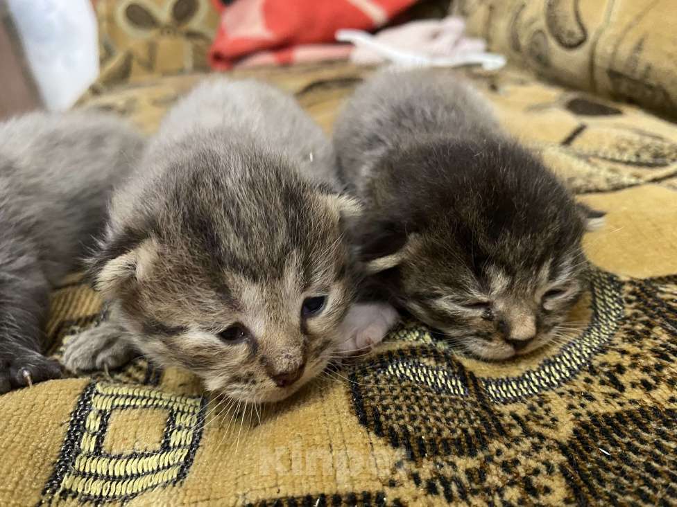 Кошки в Москве: Котята крохи Мальчик, Бесплатно - фото 3