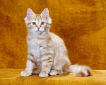 Кошки в Москве: Котик Жорик Мальчик, 60 000 руб. - фото 6