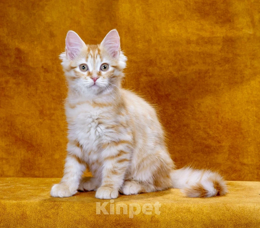 Кошки в Москве: Котик Жорик Мальчик, 60 000 руб. - фото 6