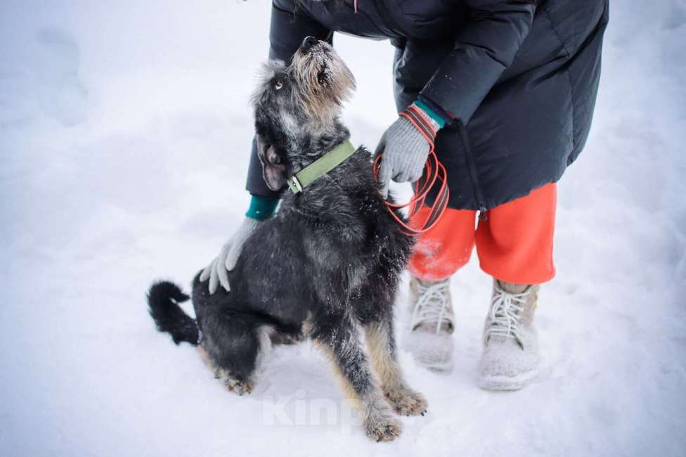 Собаки в Москве: Характер - золото! Метис миттельшнауцера в дар Девочка, Бесплатно - фото 4