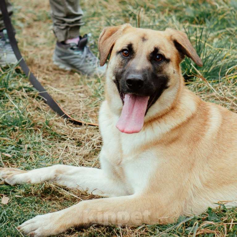 Собаки в Москве: Потап Мальчик, Бесплатно - фото 2