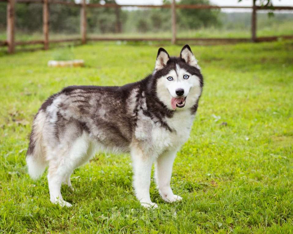 Собаки в Москве: Хаски в добрые руки Девочка, Бесплатно - фото 6