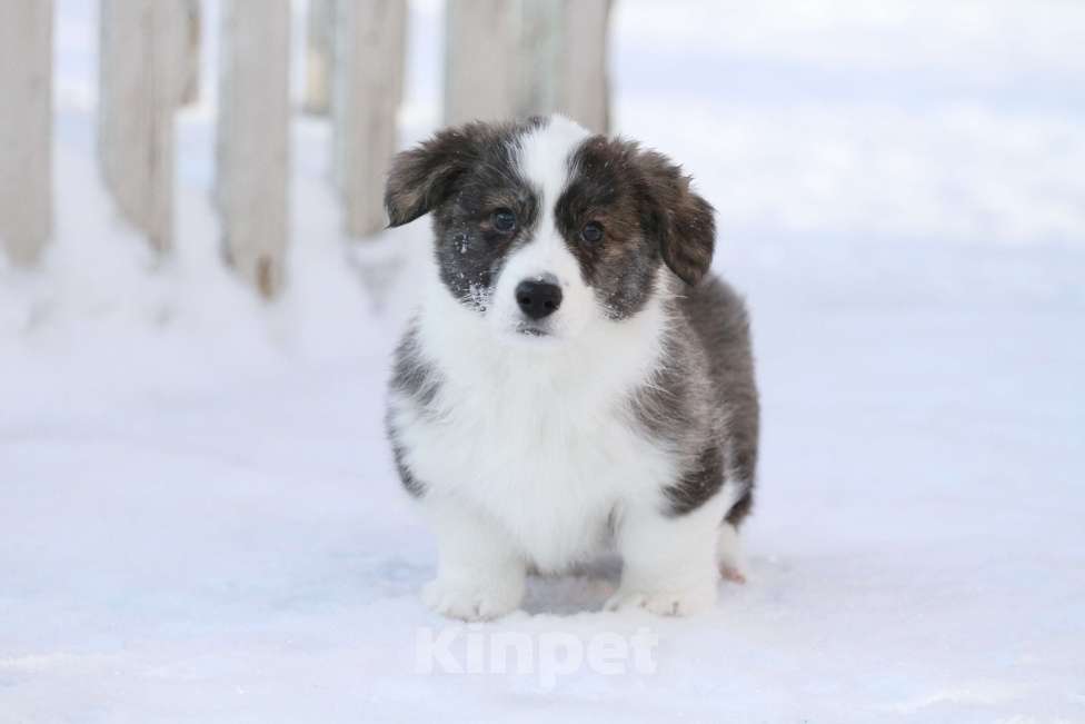 Собаки в Москве: Щенки вельш корги кардиган Мальчик, 50 000 руб. - фото 7