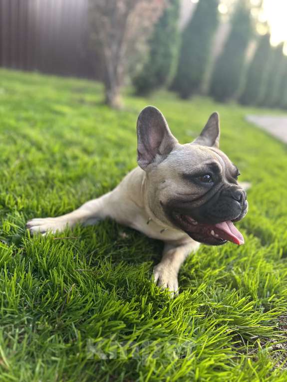 Собаки в Высоковске: Потерялся Сёма Мальчик, Бесплатно - фото 4