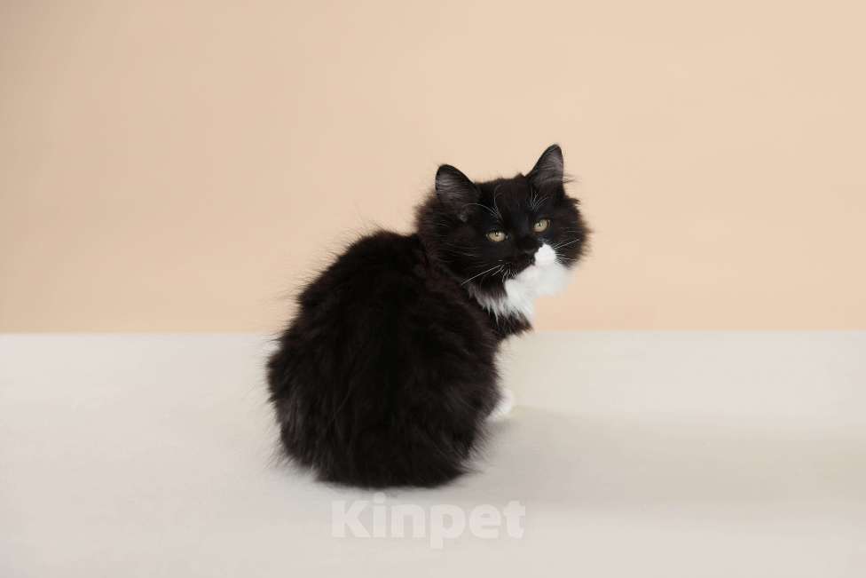 Кошки в Серпухове: Хмель Русские Цветы Курильский Бобтейл Мальчик, 90 000 руб. - фото 5