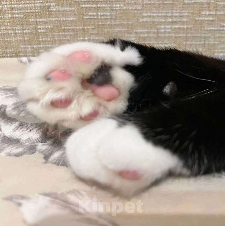 Кошки в Москве: Ласковую кошечку спасли с улицы! Теперь ей очень нужен дом Девочка, Бесплатно - фото 3