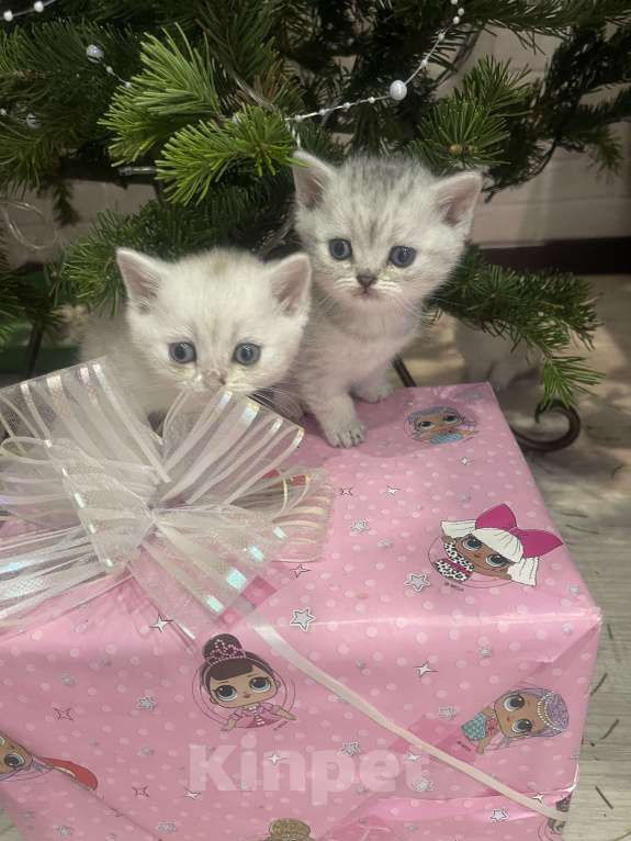 Кошки в Новосибирске: Котята британской шиншиллы Девочка, 13 000 руб. - фото 2