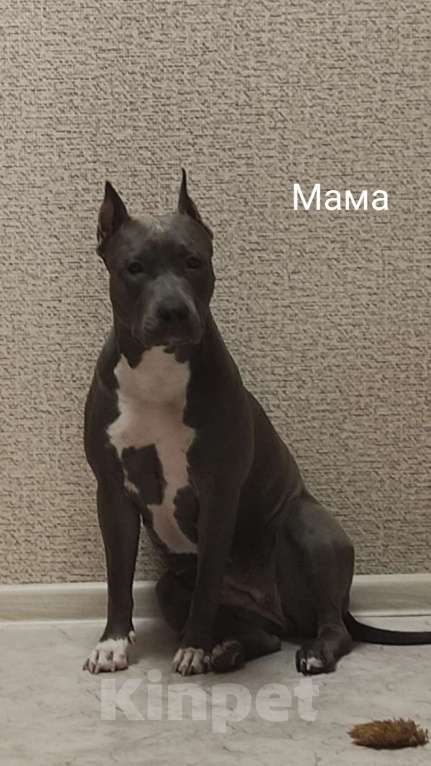 Собаки в Самаре: Американский стаффордширский терьер Девочка, 55 000 руб. - фото 5