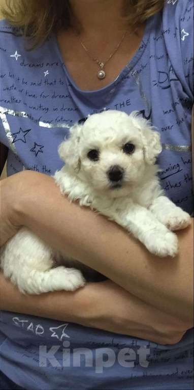 Собаки в Казани: Чудесные бишон-фризе Мальчик, 100 000 руб. - фото 6