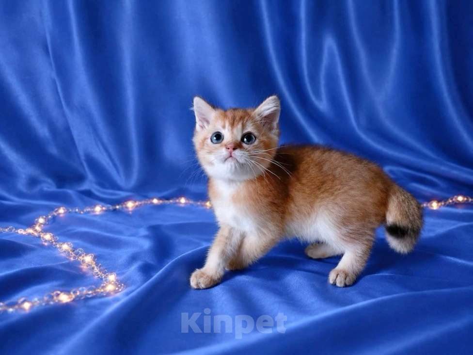 Кошки в Екатеринбурге: Шотландский котик. Мальчик, Бесплатно - фото 4