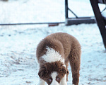 Собаки в других городах Владимирской области: щенки австралийской овчарки Девочка, 60 000 руб. - фото 5