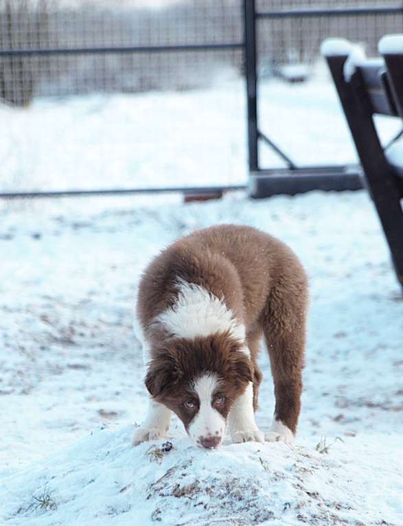 Собаки в других городах Владимирской области: щенки австралийской овчарки Девочка, 60 000 руб. - фото 5