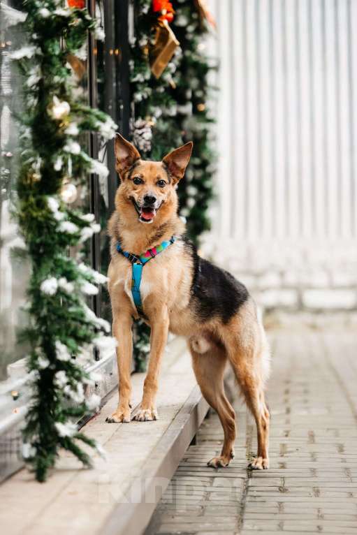 Собаки в Москве: Нежный Читос ищет дом Мальчик, Бесплатно - фото 3