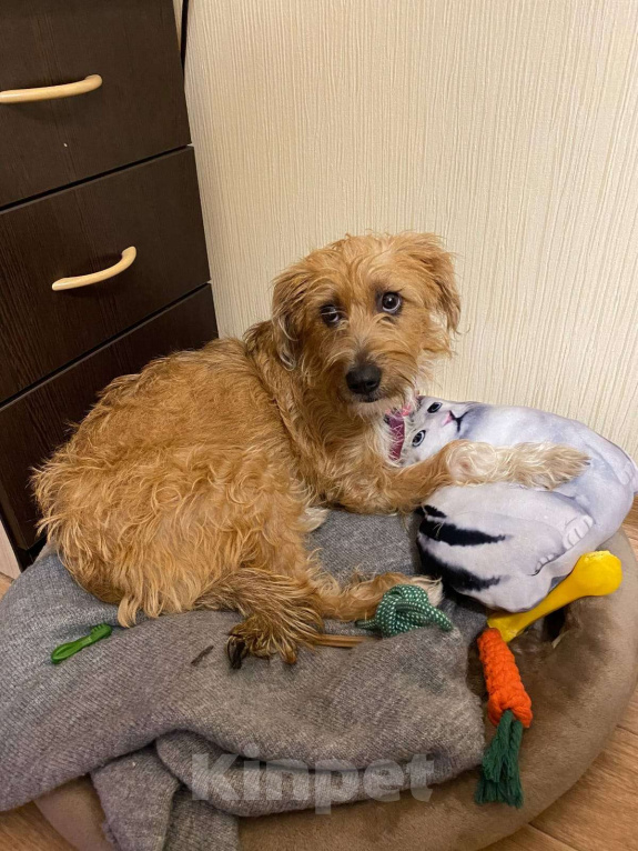 Собаки в Москве: Маленькая собачка ищет дом Девочка, Бесплатно - фото 6