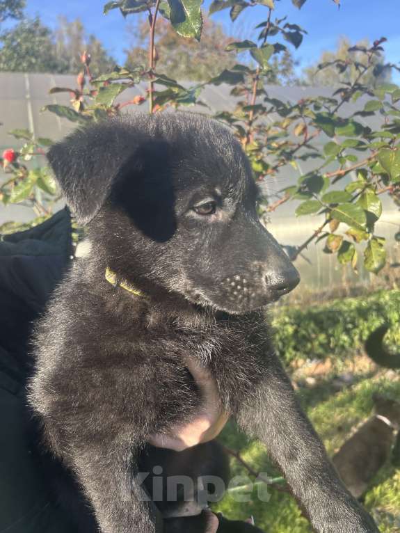 Собаки в Дубне: Илай ищет своего человека  Мальчик, 70 000 руб. - фото 5