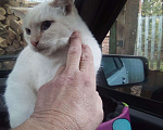 Кошки в Арзамасе: Отдам, Бесплатно - фото 2