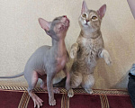 Кошки в Ачинске: Горячее счастье Сфинкс, 100 руб. - фото 6