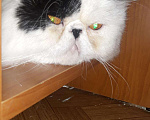 Кошки в Новокубанске: Персидский кот., 2 500 руб. - фото 2