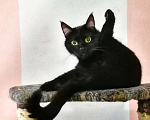 Кошки в Москве: Красавец Казимир. Черный кот в добрые руки. Мальчик, Бесплатно - фото 4