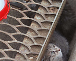 Кошки в Москве: Пушистые котята в добрые руки, 2 месяца Девочка, Бесплатно - фото 5