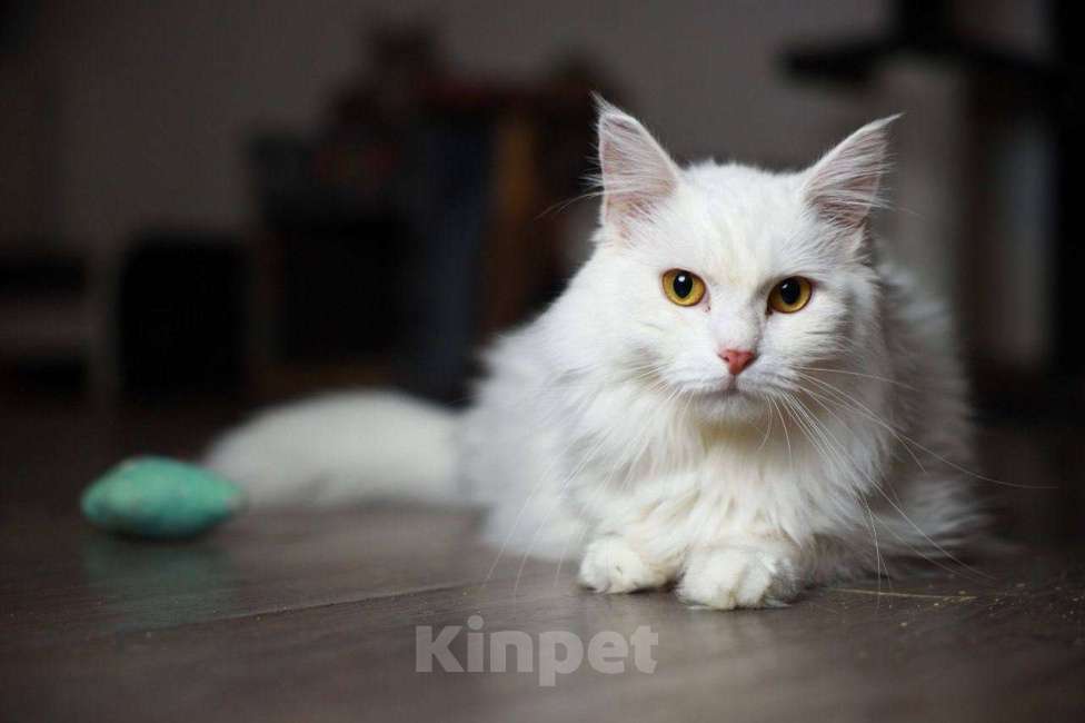 Кошки в Балашихе: Ватрушка Девочка, Бесплатно - фото 1