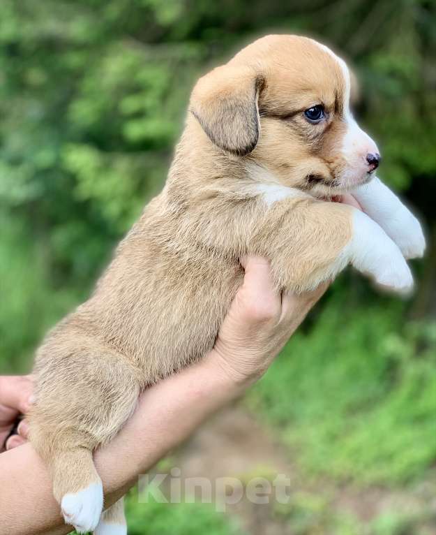 Собаки в Москве: Красивый рыже- белый мальчик корги Мальчик, 60 000 руб. - фото 3