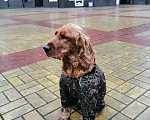 Собаки в других городах Калининградской области: Кокер-спаниель, взрослый пёс Мальчик, Бесплатно - фото 1