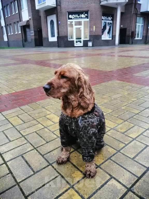 Собаки в других городах Калининградской области: Кокер-спаниель, взрослый пёс Мальчик, Бесплатно - фото 1