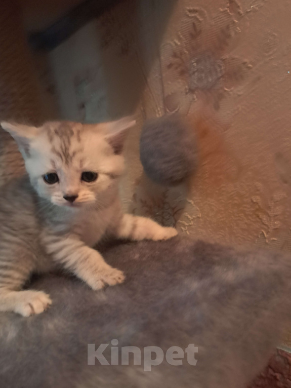 Кошки в других городах Красноярского края: Котик Мальчик, 1 500 руб. - фото 1