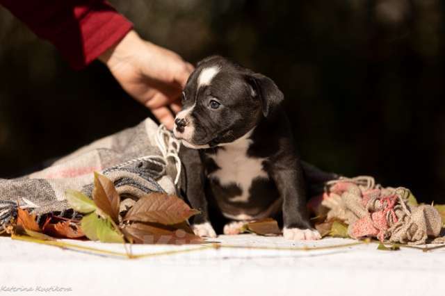 Собаки в других городах Московской области: Мальчик булли черного окраса Мальчик, 130 000 руб. - фото 2