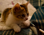 Кошки в Москве: Котенок Фифи ищет дом Девочка, Бесплатно - фото 4