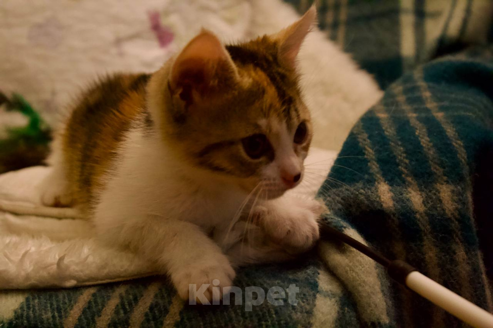 Кошки в Москве: Котенок Фифи ищет дом Девочка, Бесплатно - фото 4