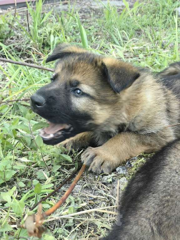 Собаки в Санкт-Петербурге: Щенки немецкой овчарки из питомника "С Путиловой Горы" Девочка, 80 000 руб. - фото 3