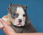 Собаки в Обнинске: Булли кобель голубой триколор Мальчик, 150 000 руб. - фото 3