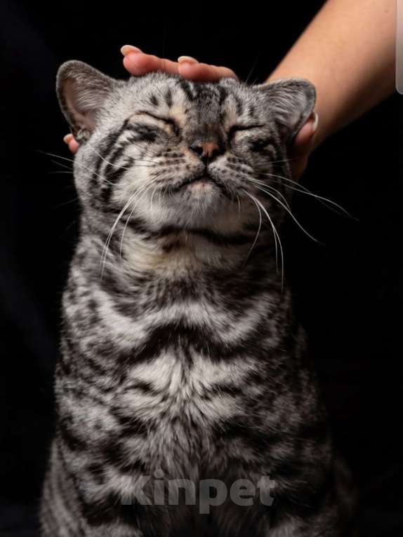 Кошки в Москве: Бенгальские котята Мальчик, 20 000 руб. - фото 3