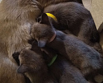 Кошки в Самаре: Котята бурманской породы Мальчик, 35 000 руб. - фото 7