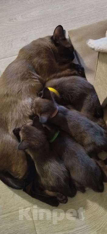 Кошки в Самаре: Котята бурманской породы Мальчик, 35 000 руб. - фото 7