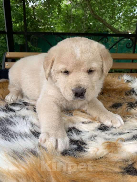 Собаки в других городах Московской области: Метис Хаски мальчик 1,5месяца Мальчик, 10 руб. - фото 2