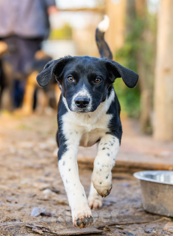 Собаки в Видном: Щенок Мартин ищет дом и заботливых хозяев Мальчик, Бесплатно - фото 1