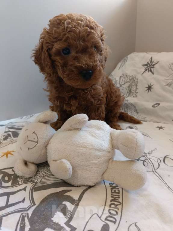 Собаки в Балашихе: Той-пудель мальчик Тедди (со всеми документами) Мальчик, 80 000 руб. - фото 4