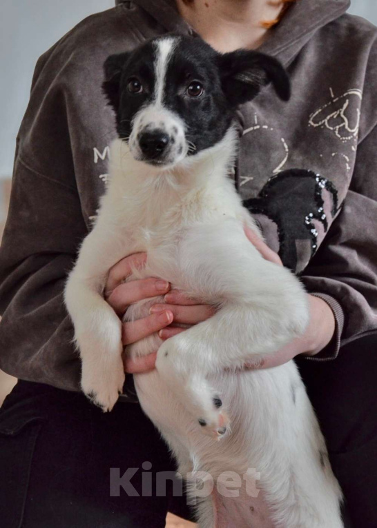 Собаки в Волгограде: Эбби ищет дом Девочка, Бесплатно - фото 3