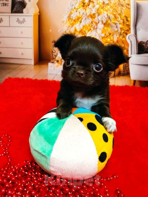 Собаки в Санкт-Петербурге: Шоколадный красавец  Мальчик, 70 000 руб. - фото 2